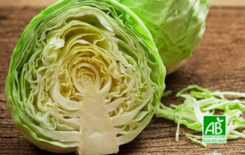 Chou lisse tendre et sucré pièce  - Le Panier de Pomone