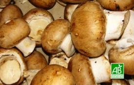 Champignon Rosé et blanc BIO – 250g – Le Panier de Pomone