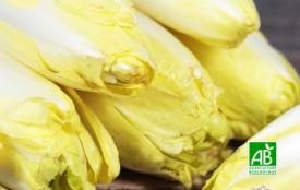 Endive BIO 250 g - Le Panier de Pomone