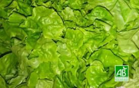 Salade batavia bio Rouge - Le Panier de Pomone