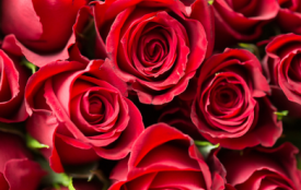 Rose Saint Valentin