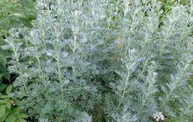 Absinthe – Artemisia absinthum