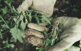 Elimination des mauvaises herbes - Salles et alentours