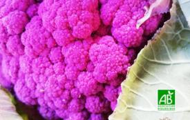 Chou fleur violet Bio – la pièce – Le Panier de Pomone