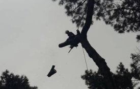 Abattage des arbres - LONGUECHAUD.FLORIAN à Gujan Mestras