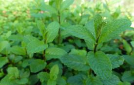 Menthe verte mojito