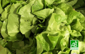 Salade rougette – BIO – Le Panier de Pomone