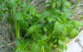 Plante champignon - La Serre O Delices à Biganos