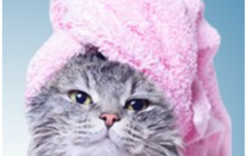 toilettage chats à La Teste de Buch